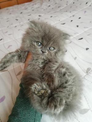 Gatos Persa - Bogotá