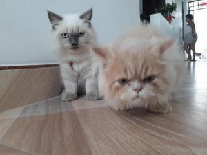 Hermosos gatitos persa - Villavicencio