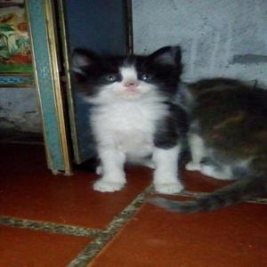 Se dan gatos en adopción - Bucaramanga