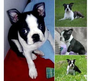 ACTIVOS Y VIVACES CACHORROS BOSTON TERRIER