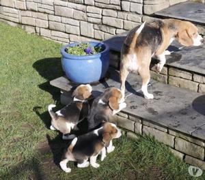 Hermosos cachorros Beagle en venta