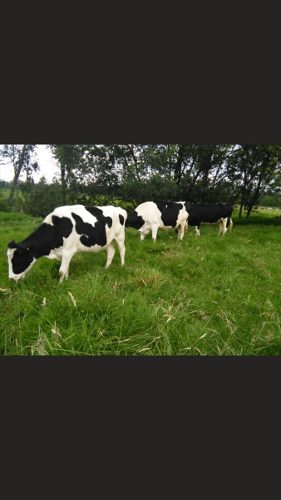 Novillas Holstein Puras Con 8 Meses De Gestación