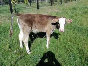 Ternera Holstein Por Simmental