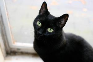 Adoptaa Melchor un bello gato negro, es muy tierno y aseado