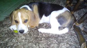 Beagle Cachorra 3 Meses