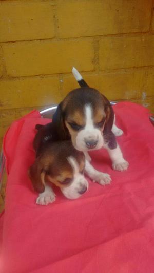 Beagle Mini Tricolor de 50 Dias Machis D