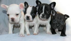 CACHORROS BULLDOG FRANCES