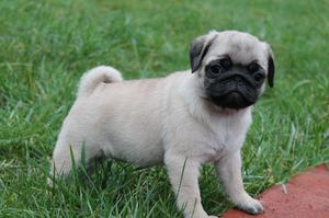 CACHORROS *PUG CARLINOS * EN VENTA !!!