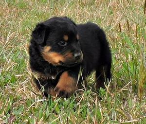 CACHORROS *ROTTWEILER* EN VENTA!!!