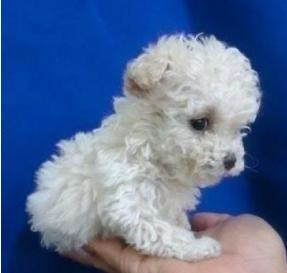 CACHORROS Y MASCOTAS FRENCH POODLE MINI TOY REALES