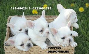 Cachorritos Bullodg Frances Puppies