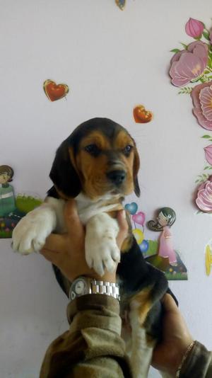 Cachorros Beagles Tricolor Miniatura