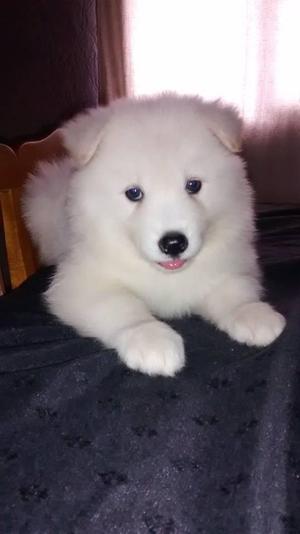 Cachorros Samoyedo