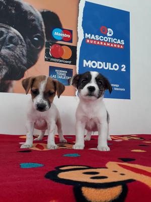 Consentidos Jack Rusel Terriers Venta