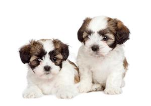 DIVINOS CACHRROS SHIH TZU EN VENTA !!!