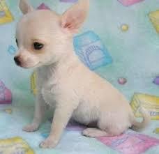 ENCANTADORES CACHORROS *CHIHUAHUAS* EN VENTA