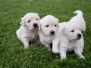 ENCANTADORES CACHORROS GOLDEN EN VENTA !!!