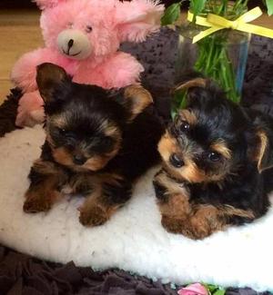 ESTUPENDOS CACHORROS YRKIS TERRIER EN VENTA !!