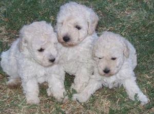 !!!! FRENCH POODLE !!!! EN VENTA°°°