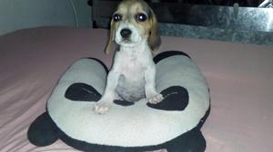 Hermosa Beagle 13 Pulgadas Hembra
