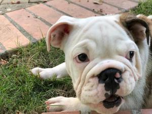 Hermoso Bulldog ingls