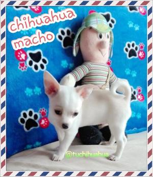 Hermoso Macho Chihuahua For Sale!!