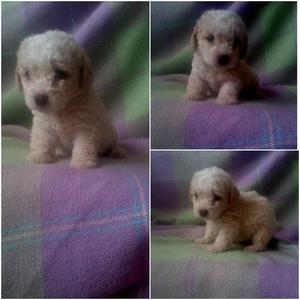 Hermosos French poodle Mini