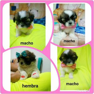 Hermosos Shih Tzu Machos Y Hembras