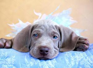 Hermosos Weimaraner