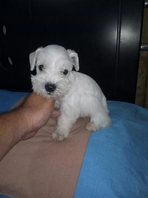 Imcomparable Schnaucer Blanco