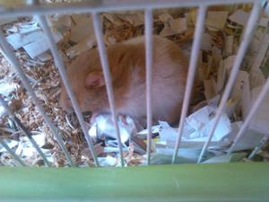 Jaula con Dos Hamster