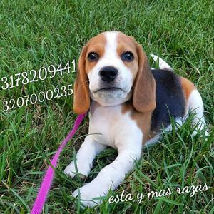 Lindos Beagle de Criadero Certificado