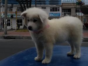 Lindos Y Juguetones Samoyedo