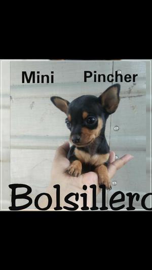 Mini Pincher Bolsillero,envios Nacionale