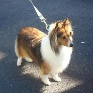 Mini Shetland Sheepdog Machos