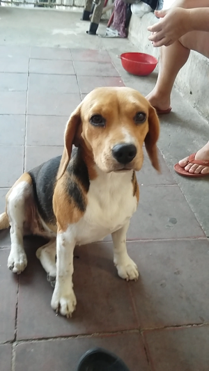 Perrita Beagle Busca Novio