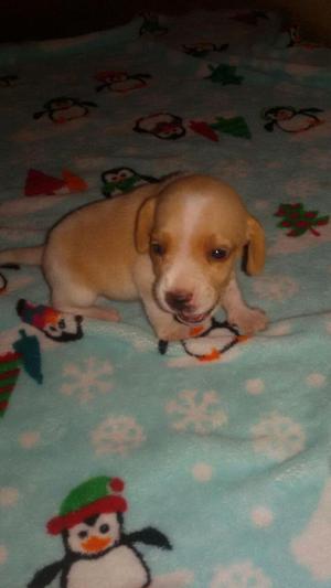 Perros beagle tricolor y limn