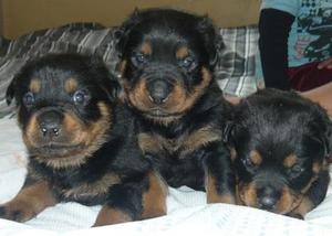 !!!° ROTTWEILER EN VENTA °!!!