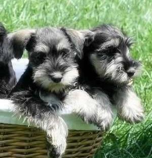 °!!!! SCHNAUZER !!!° EN VENTA CACHORRITOS