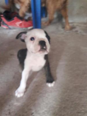 Se Vende Cachorros Boston de Terrier