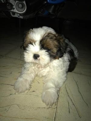 Se Vende Hermosa Shih Tuz