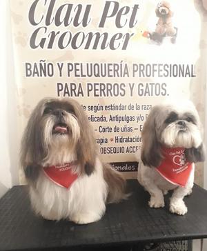 Servicio de peluqueria canina a domicilio