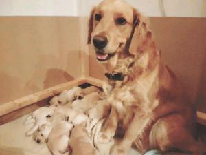 VENTA PRECIOSOS CACHORROS GOLDEN RETRIEVER