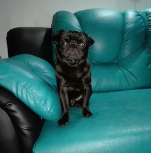 Vendo Hermosa Pug