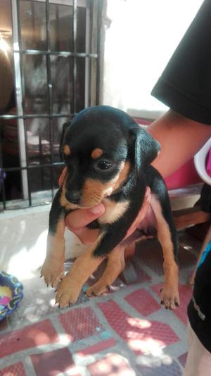 Venta Cachorros Pincher