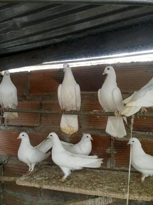 Venta de Palomas Blancas