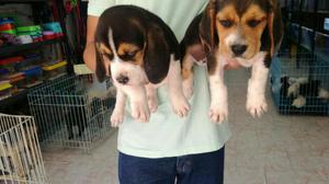 Venta de Raza Beagle Garantisado