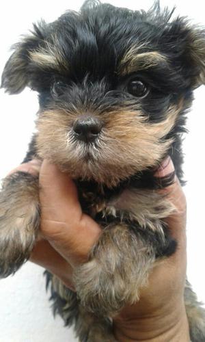 Yorkshire Terrier Hembra