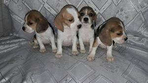 beagles tricolor una alegria para el hogar // criadero
