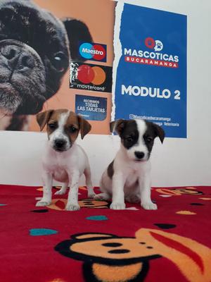 en Venta Jack Ruseell Terriers Original